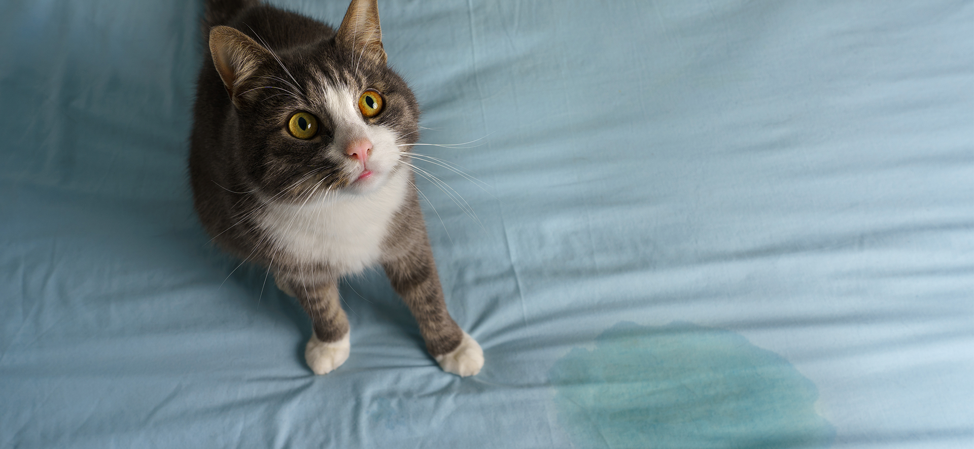 quitar olor a orina de gato